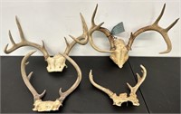 (4) Deer Antler Racks See Photos for Details
