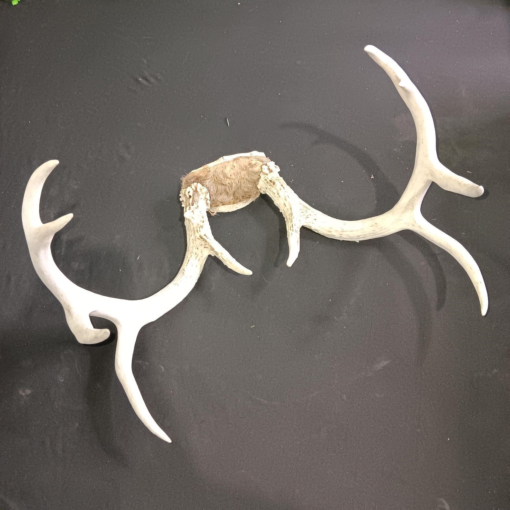 Deer Antlers Size 10 x 9