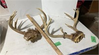 Deer antlers