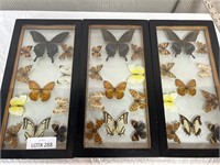 3pc Butterfly Specimen Display Boxes