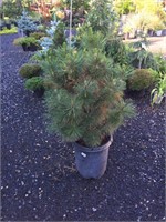 15 Gallon Thunderhead Pine
