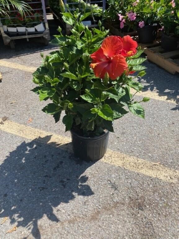 ONLINE AUCTION- PLANTS 5/20-24