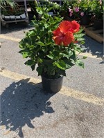 Red Hibiscus Bush