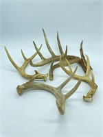 (5) Deer Antler Sheds
