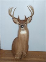 8 POINT BUCK MOUNT