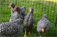 Plymouth Barred Rock Chicks 8 weeks old