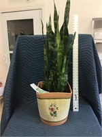 Real Large House Plant with Ceramic Planter