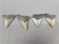 Lot Of 4 Megalodon Teeth
