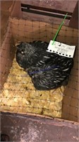2 Silver Laced Wyandotte Pullets