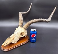 Vintage Impala Rooibok Animal Skull Taxidermy