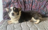 Male-Corgi-Intact, proven, 2 years, tri color