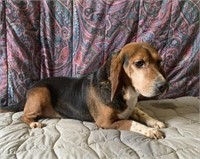 Female-Beagle-Intact, 5 years, proven