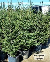 4-6 Foot Spruce Trees x5 with 10-15 Gallon Pot