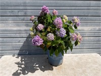 The Original Hydrangea Plant