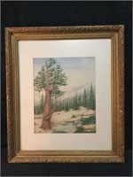 Water Color- Immense Cedar-Heavenly Valley, S