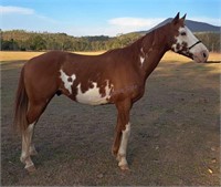 "Cloudy" 2014 QH x Paint Gelding