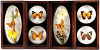 Set of 4 Framed Butterfly Specimens