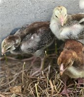 3 Unsexed-INDIO GIGANTE Chicks-Very rare!