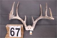 Deer Antlers