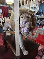 Rare Victorian Faux Derpy Lion Taxidermy 30" T x