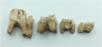 Woolly Rhinoceros Tooth Specimens