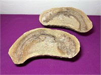 2 Large Fossils, 1 Piece Cut in Half