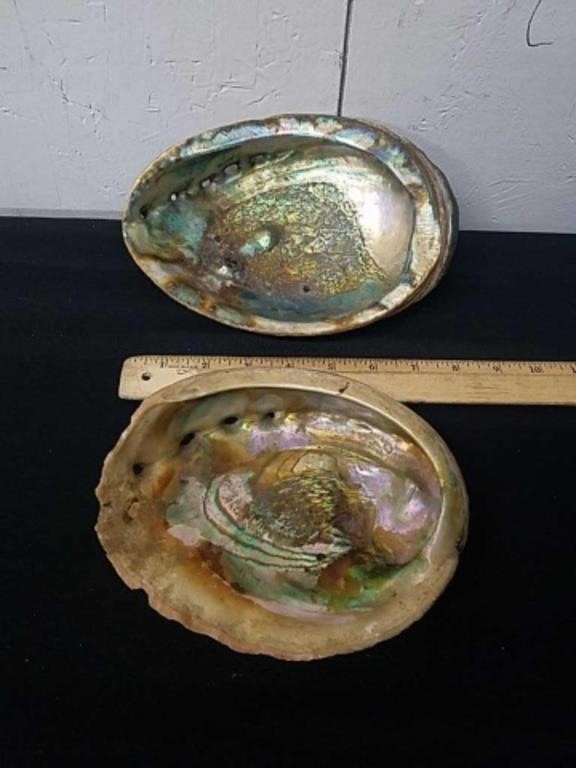 Two Abalone shells
