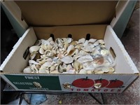 Box of seashells.