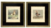 (2) FRAMED ENGLISH COCK FIGHTING AQUATINTS