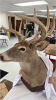 12 point white tail deer mount