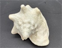 Conch Shell