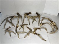 Deer Antlers