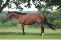 AQHA  - BAY GELDING  LENAS PISTOL 045