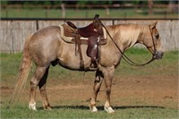 HANK 16 YO PALOMINO ROAN GELDING