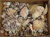 Lot w/ Sea Shells