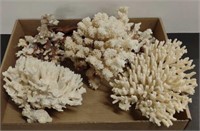 Lot W/ Marine Off White Coral Specimens, etc.