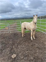 (VIC) BONNIE - RIDING PONY X WELSH FILLY