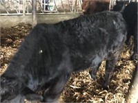 Number 120- Black Angus Steer *Read Description