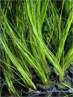 Giant Potted Hairgrass