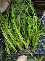 Giant potted Hairgrass