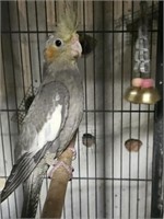 Female-Grey Cockatiel - 6 months