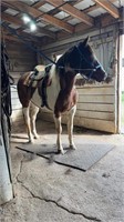 Bay & White Warmblood Mare