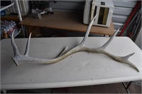 GIANT ELK SHED ANTLER !-A-1 ==>>>  47"