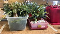 Faux Plants/Greenery, Lightbulbs
