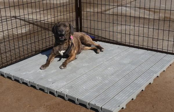 Single Large 2' X 4' Raised Dog Kennel Run Floorin