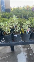 3 Lots of 1 ea 1 Gal Ivory Halo Redtwig Dogwood