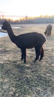 10 y/o female alpaca been in petting zoo, exposed