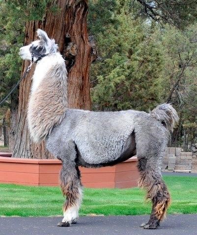 Oktoberfest Online Llama Auction