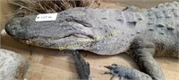 Life-Size Mount, Alligator