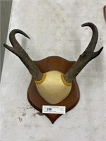 Mounted Pronghorn Antlers